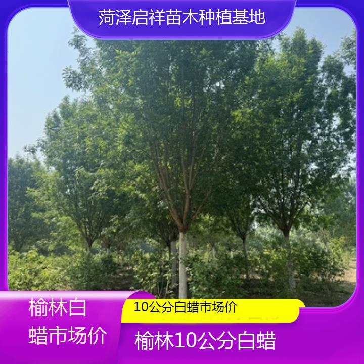 榆林10公分白蜡市场价-2024排名一览