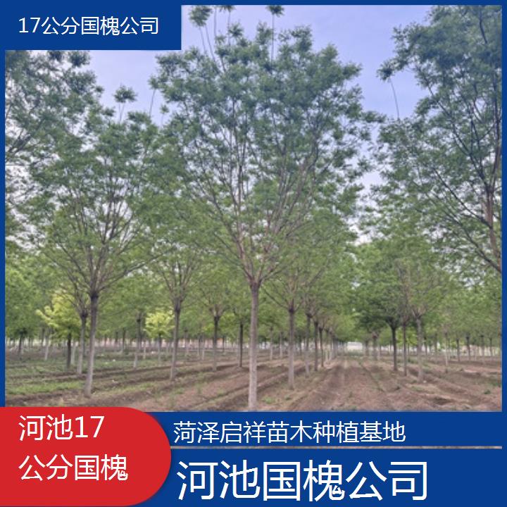 河池17公分国槐公司-2024排名一览