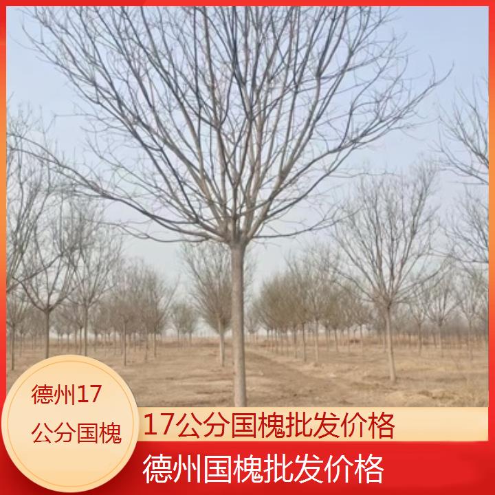 德州17公分国槐批发价格-2024排名一览