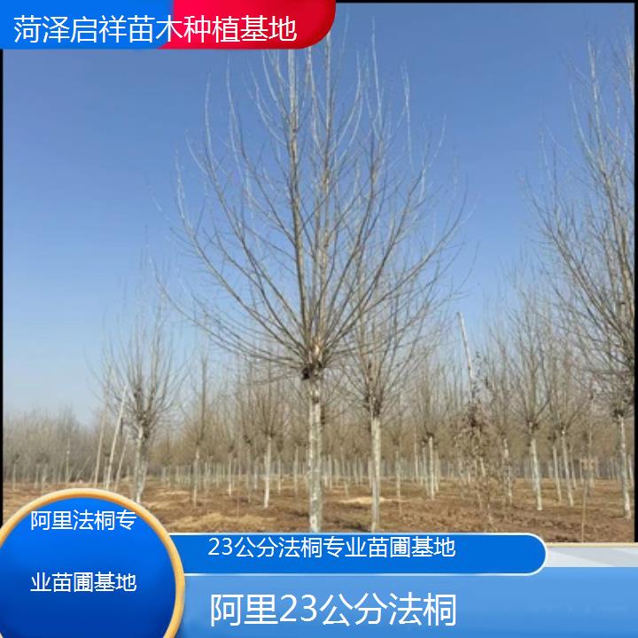 阿里23公分法桐专业苗圃基地-2024排名一览