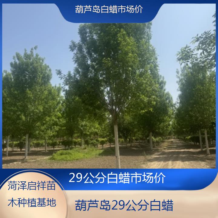 葫芦岛29公分白蜡市场价-2024排名一览