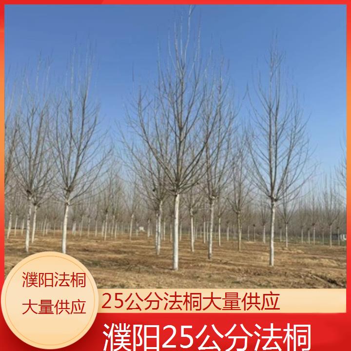 濮阳25公分法桐大量供应-2024排名一览