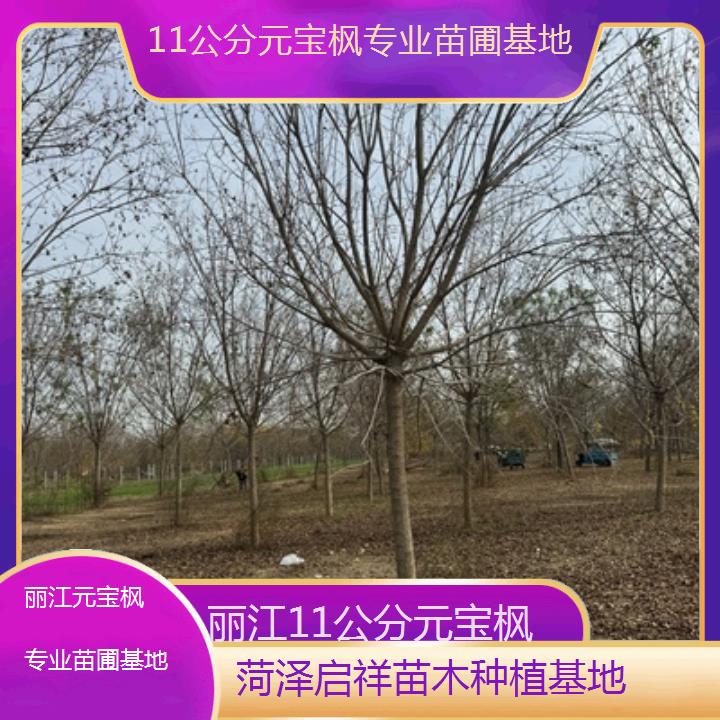 丽江11公分元宝枫专业苗圃基地-2024排名一览