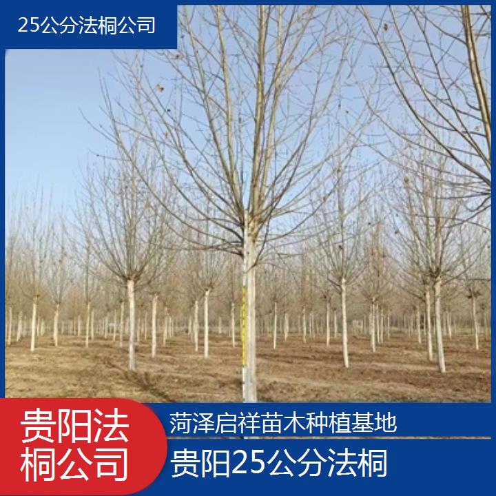 贵阳25公分法桐公司-2024排名一览