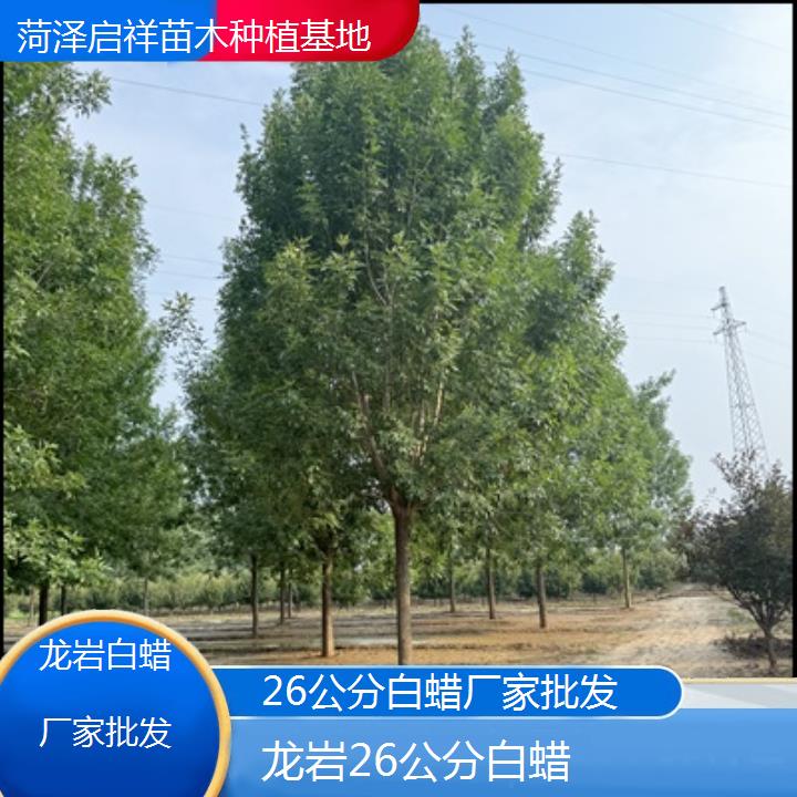 龙岩26公分白蜡厂家批发-2024排名一览