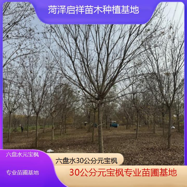 六盘水30公分元宝枫专业苗圃基地-2024排名一览