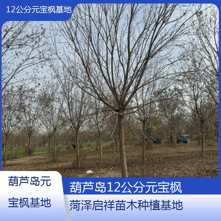 葫芦岛12公分元宝枫基地-2024排名一览