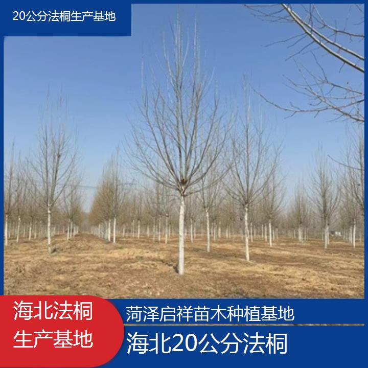 海北20公分法桐生产基地-2024排名一览