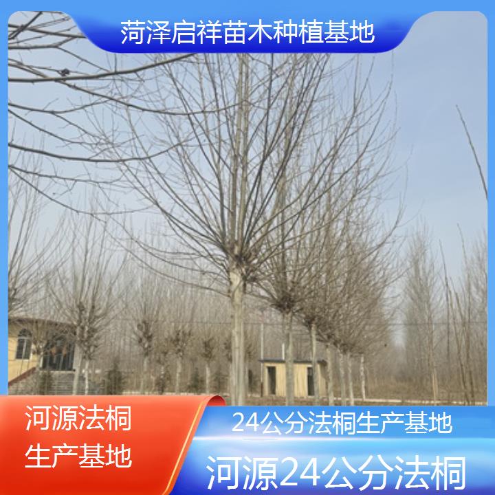 河源24公分法桐生产基地-2024排名一览