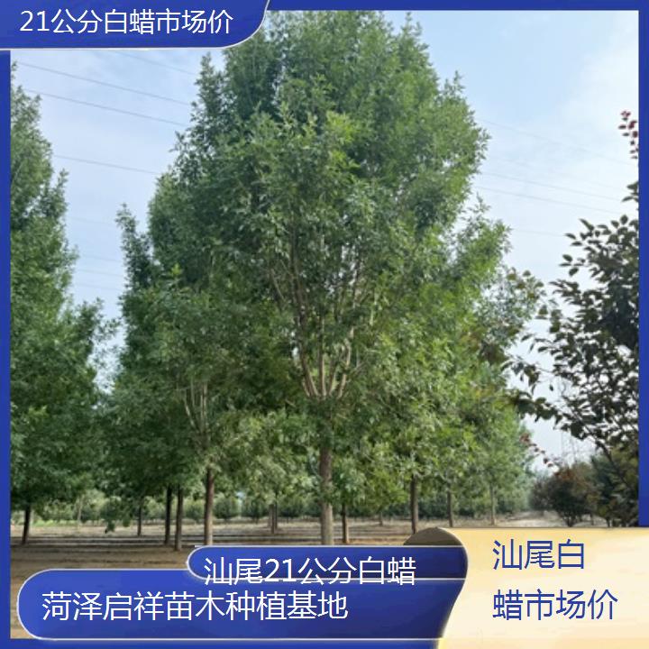 汕尾21公分白蜡市场价-2024排名一览