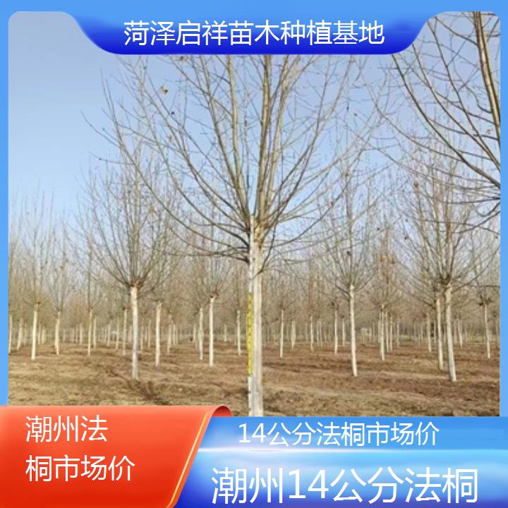 潮州14公分法桐市场价-2024排名一览