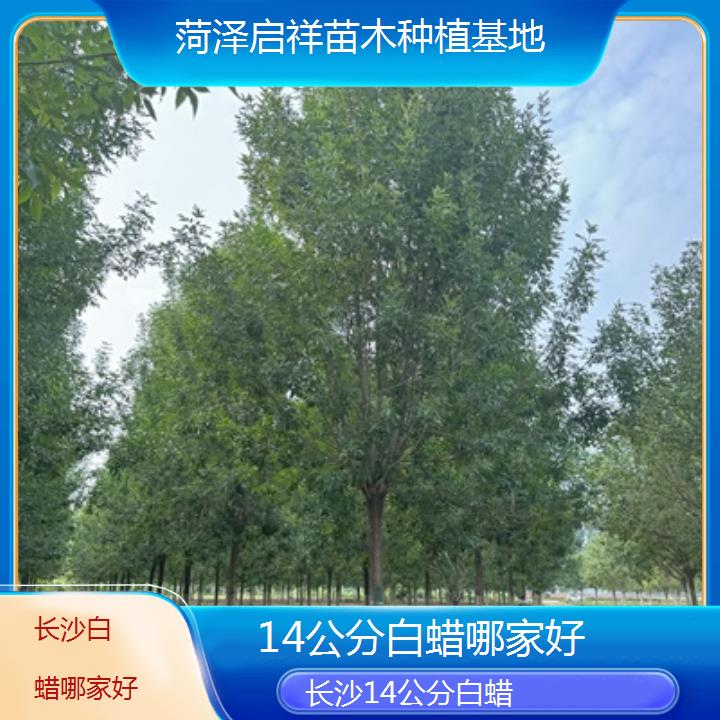 长沙14公分白蜡哪家好-2024排名一览