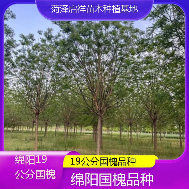 绵阳19公分国槐品种-2024排名一览