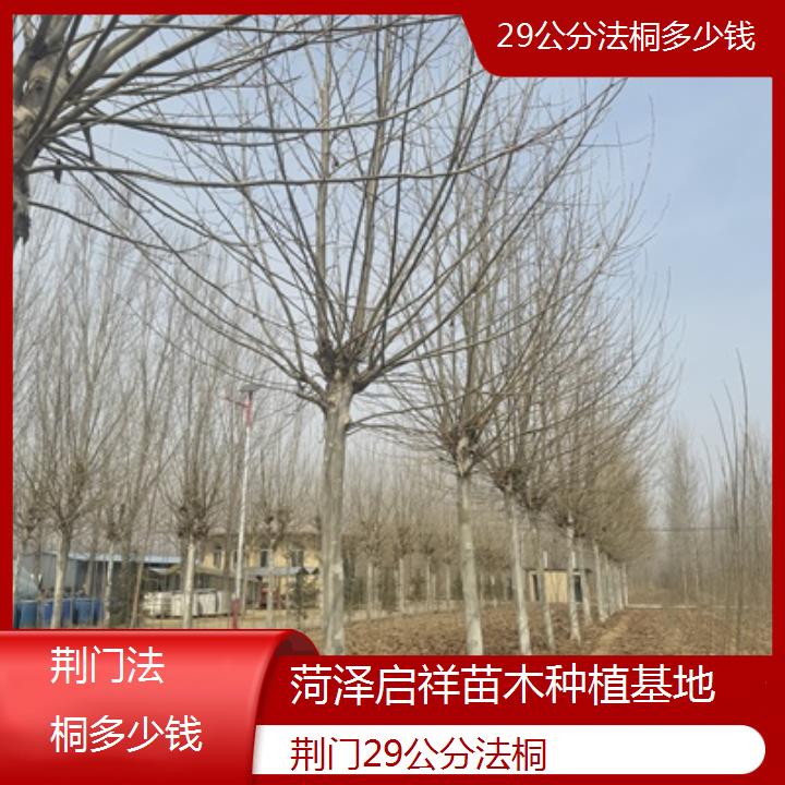 荆门29公分法桐多少钱-2024排名一览