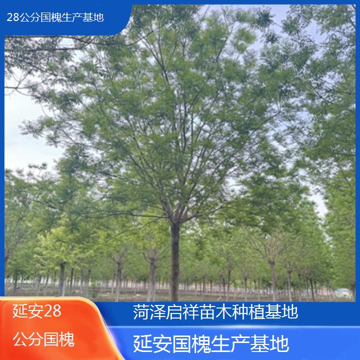 延安28公分国槐生产基地-2024排名一览