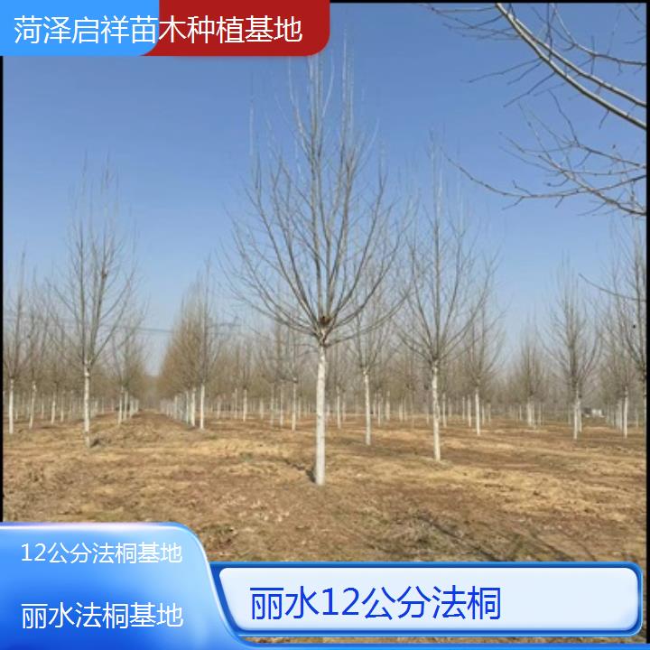 丽水12公分法桐基地-2024排名一览