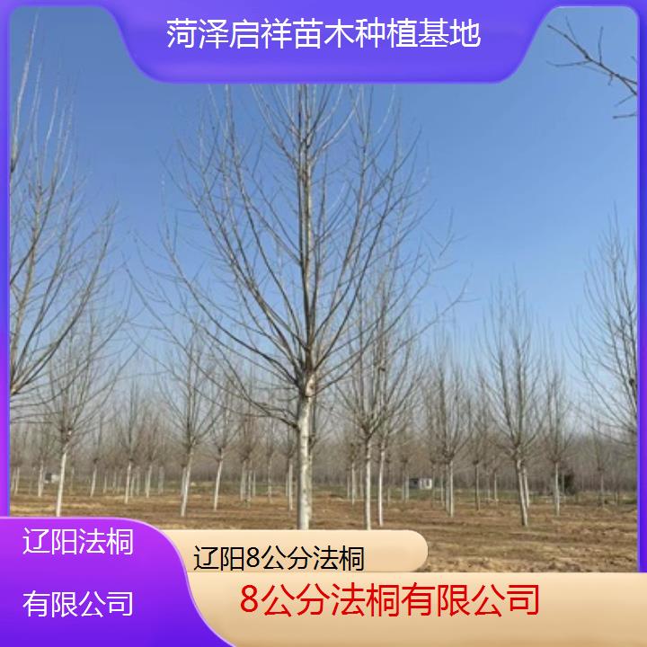 辽阳8公分法桐有限公司-2024排名一览