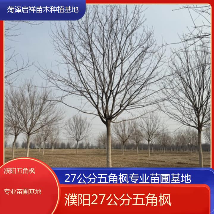 濮阳27公分五角枫专业苗圃基地2024排名一览