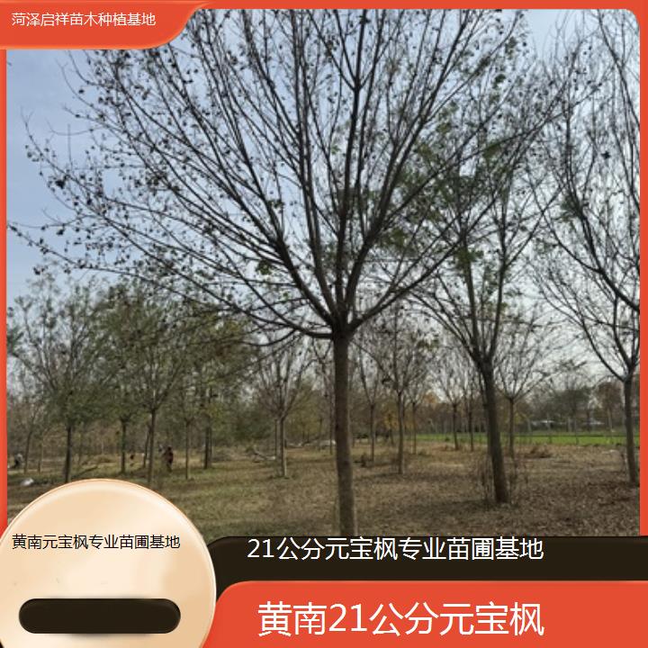 黄南21公分元宝枫专业苗圃基地-2024排名一览