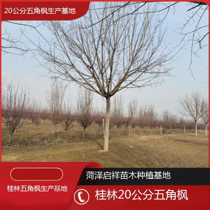 桂林20公分五角枫生产基地2024排名一览