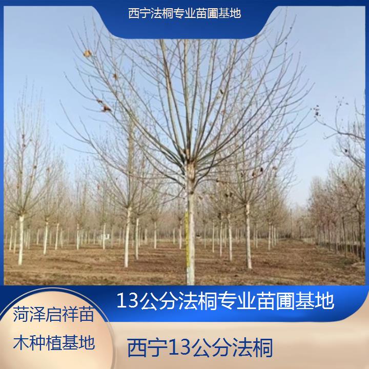 西宁13公分法桐专业苗圃基地-2024排名一览