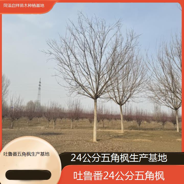 吐鲁番24公分五角枫生产基地2024排名一览