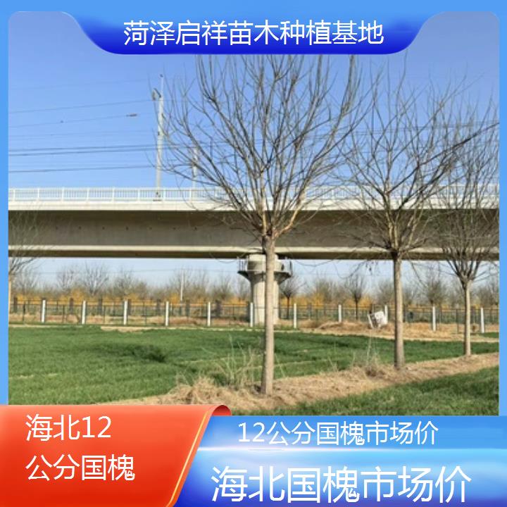 海北12公分国槐市场价-2024排名一览