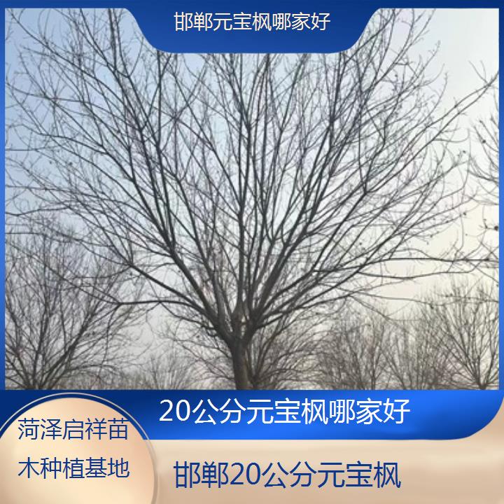 邯郸20公分元宝枫哪家好-2024排名一览