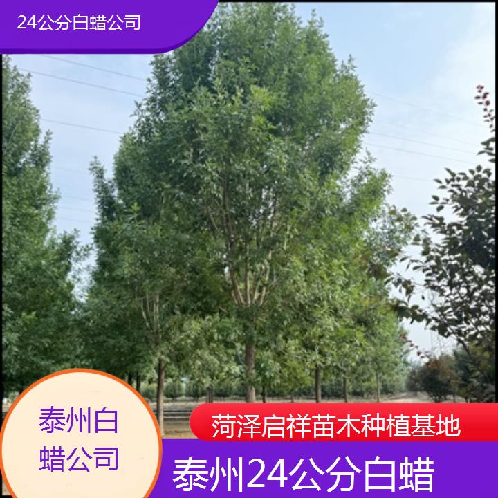 泰州24公分白蜡公司-2024排名一览