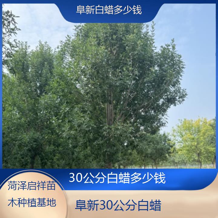 阜新30公分白蜡多少钱-2024排名一览