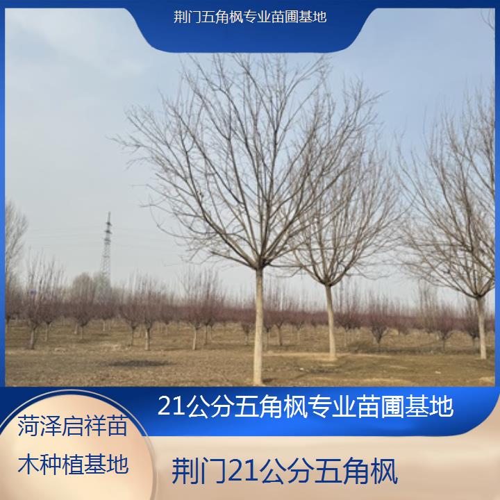 荆门21公分五角枫专业苗圃基地2024排名一览