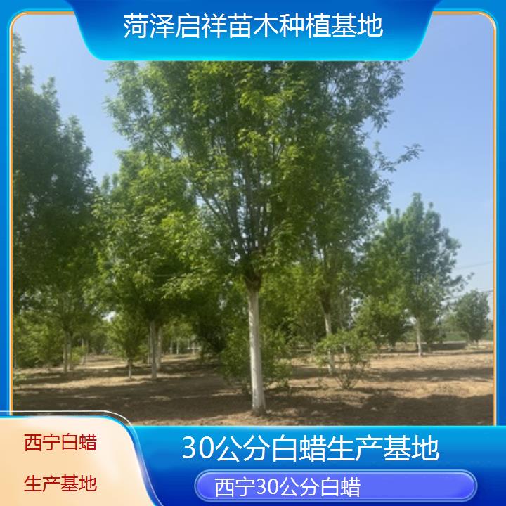 西宁30公分白蜡生产基地-2024排名一览