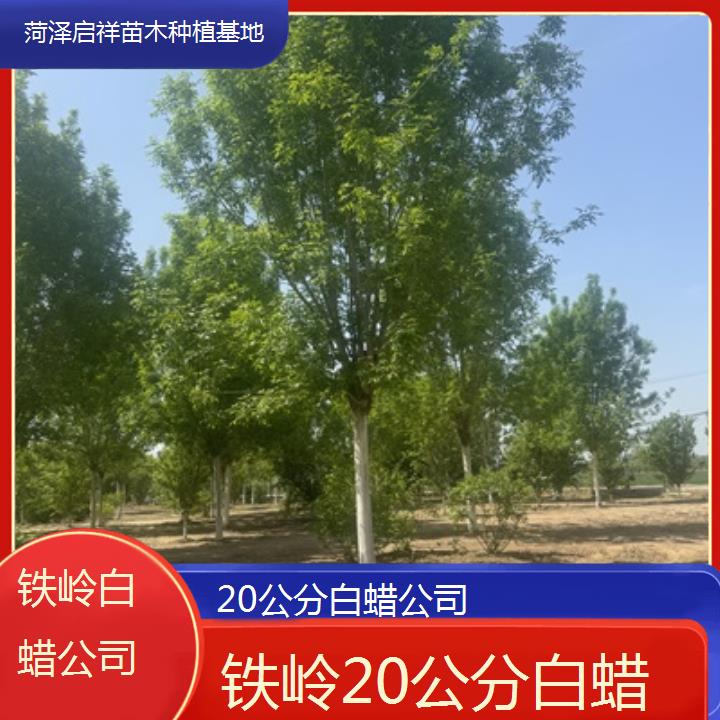 铁岭20公分白蜡公司-2024排名一览