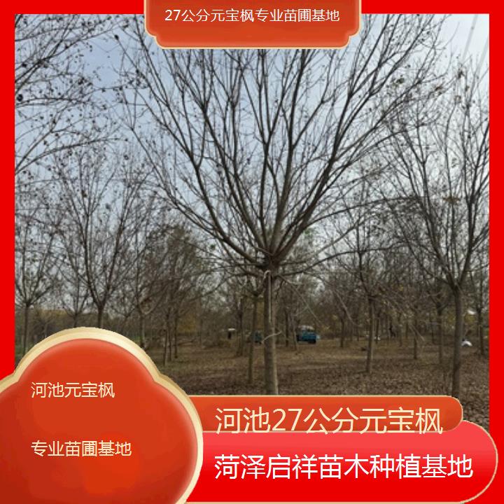 河池27公分元宝枫专业苗圃基地-2024排名一览