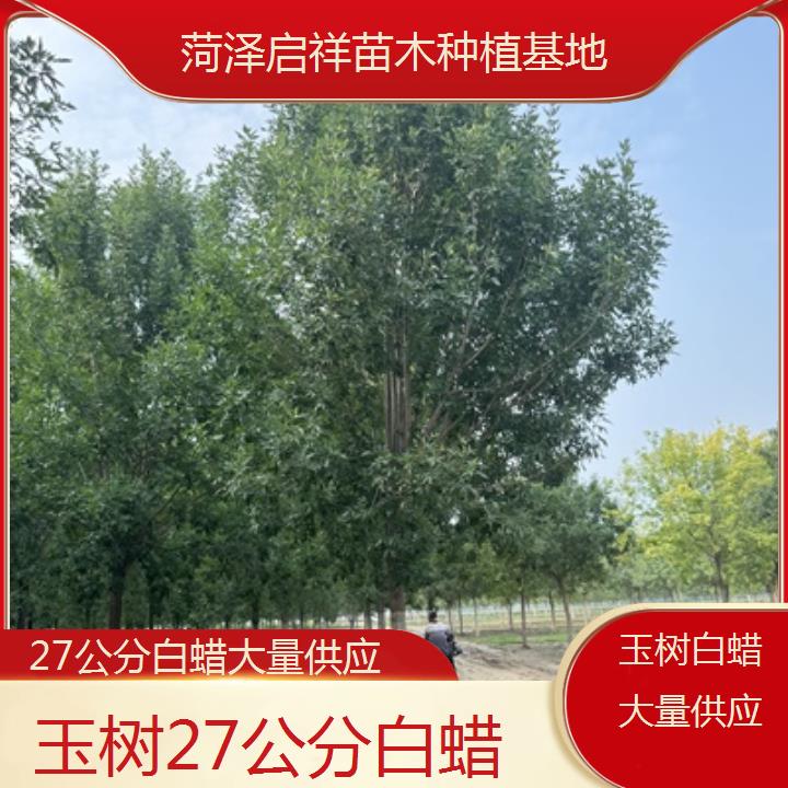 玉树27公分白蜡大量供应-2024排名一览