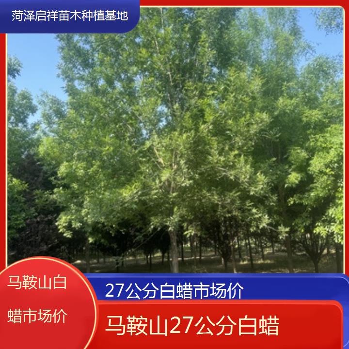 马鞍山27公分白蜡市场价-2024排名一览