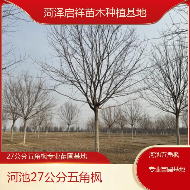 河池27公分五角枫专业苗圃基地2024排名一览