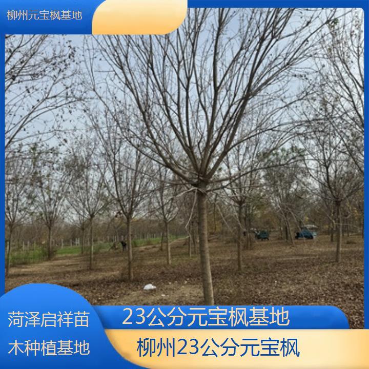 柳州23公分元宝枫基地-2024排名一览