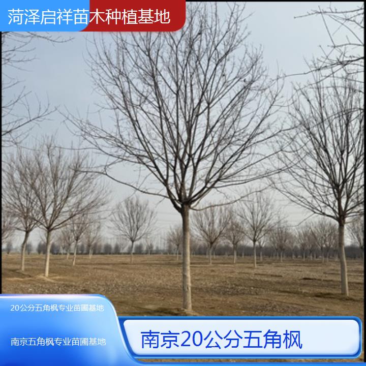 南京20公分五角枫专业苗圃基地2024排名一览