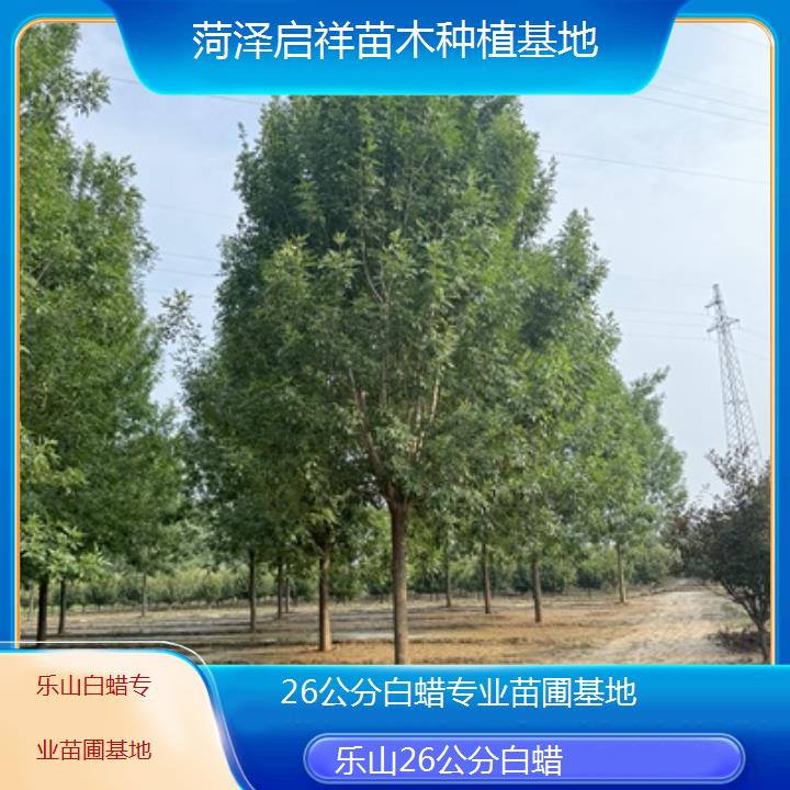 乐山26公分白蜡专业苗圃基地-2024排名一览