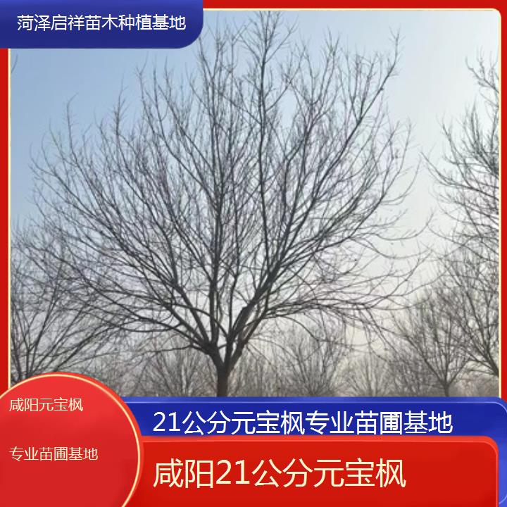 咸阳21公分元宝枫专业苗圃基地-2024排名一览