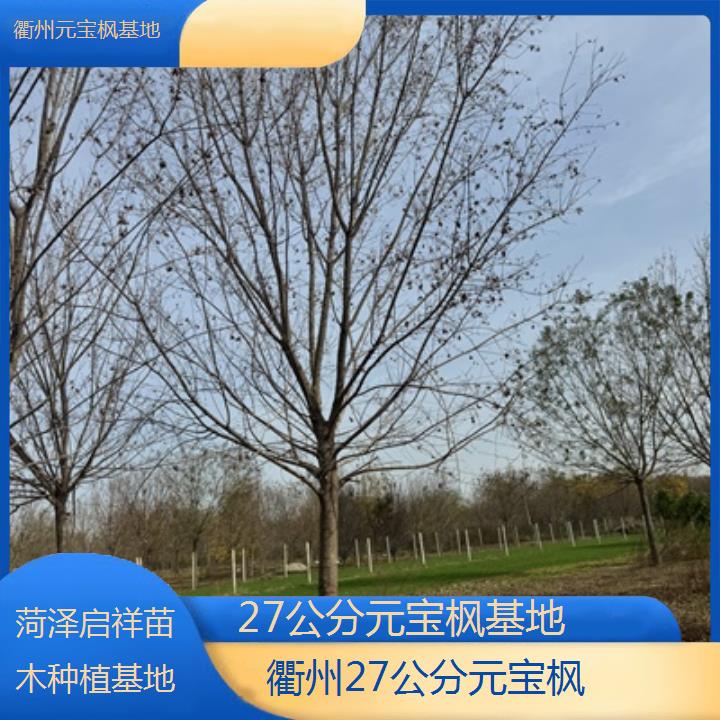 衢州27公分元宝枫基地-2024排名一览