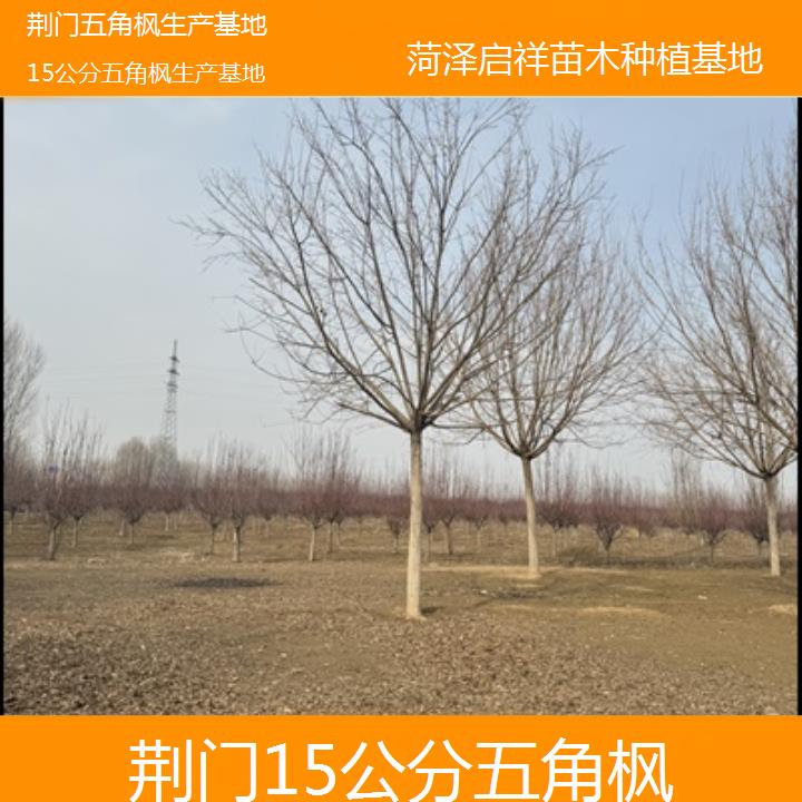 荆门15公分五角枫生产基地2024排名一览