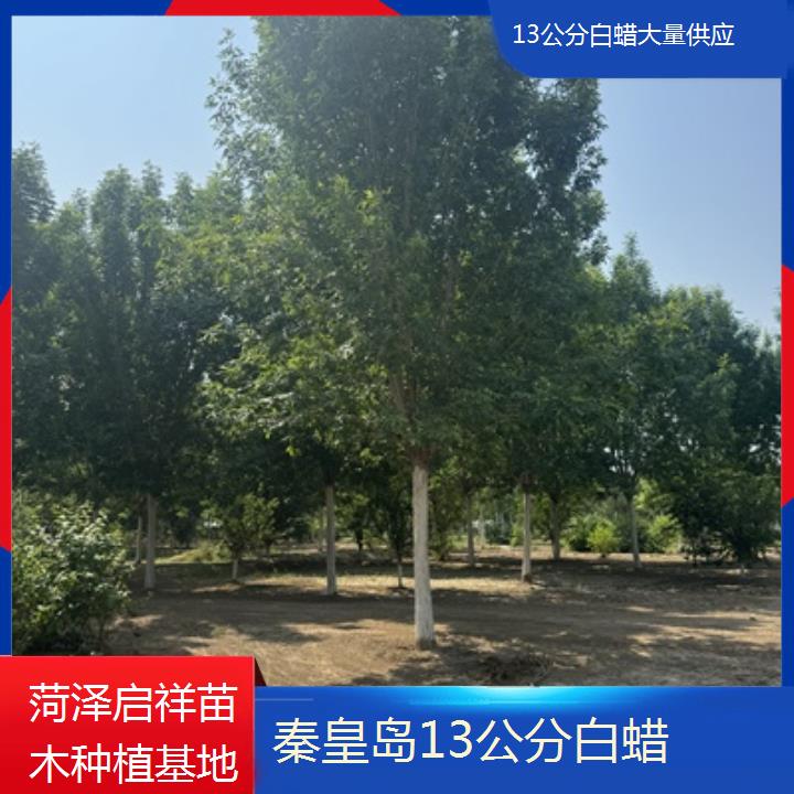 秦皇岛13公分白蜡大量供应-2024排名一览