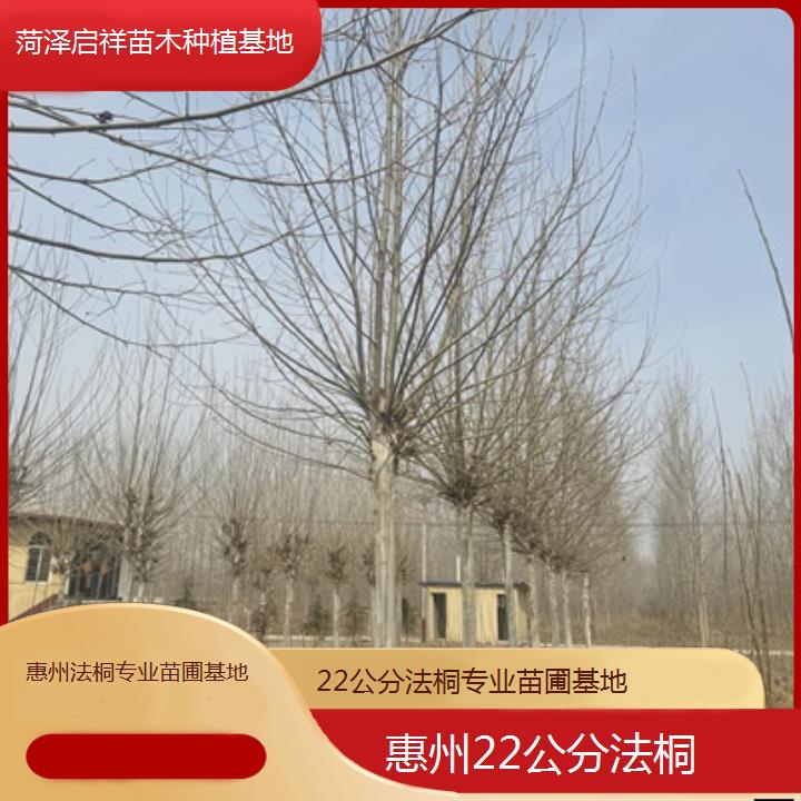 惠州22公分法桐专业苗圃基地-2024排名一览