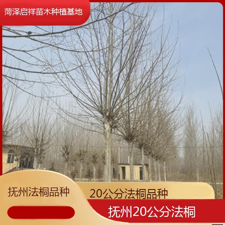 抚州20公分法桐品种-2024排名一览