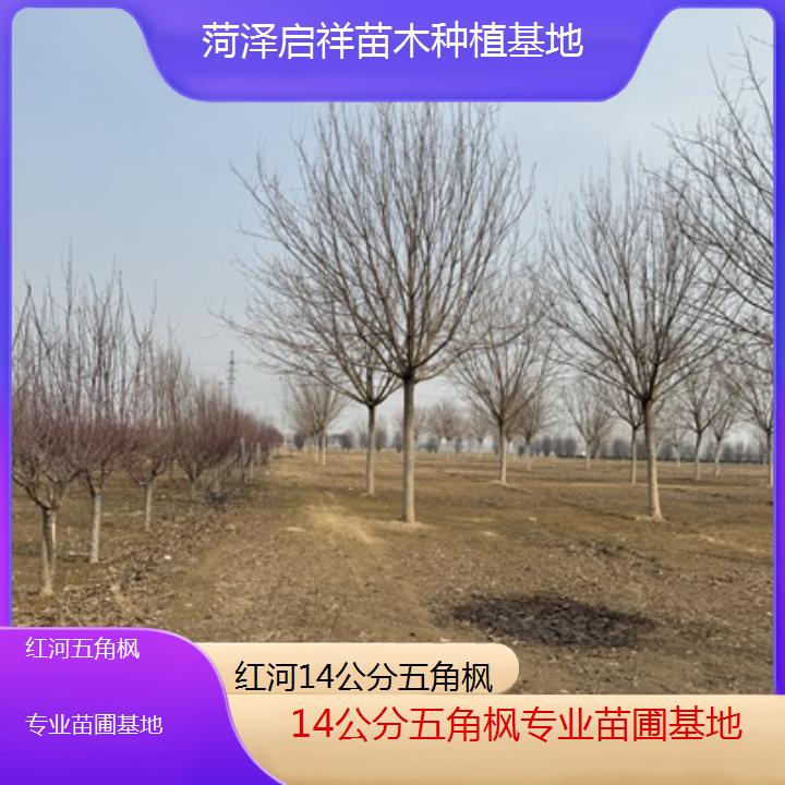 红河14公分五角枫专业苗圃基地2024排名一览