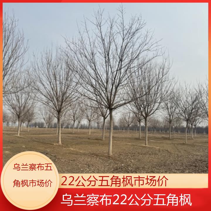 乌兰察布22公分五角枫市场价2024排名一览