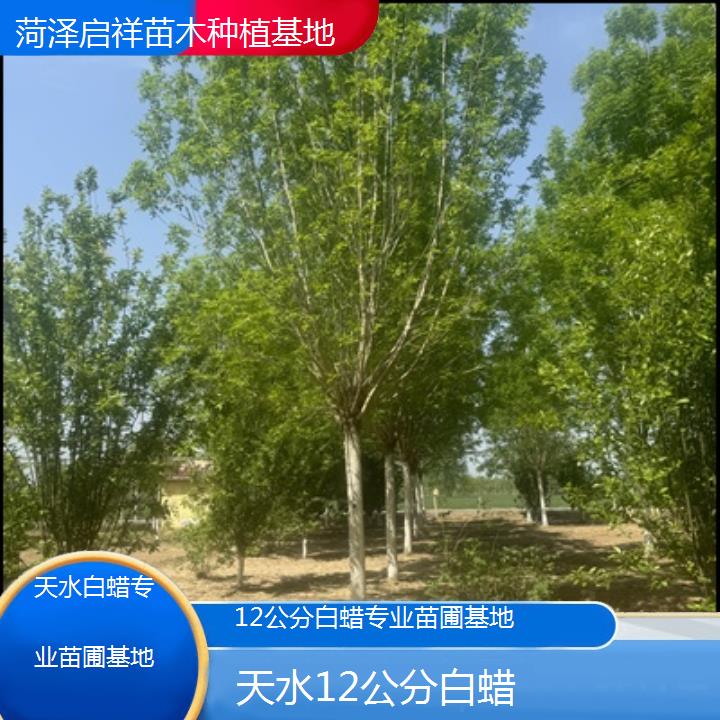 天水12公分白蜡专业苗圃基地-2024排名一览