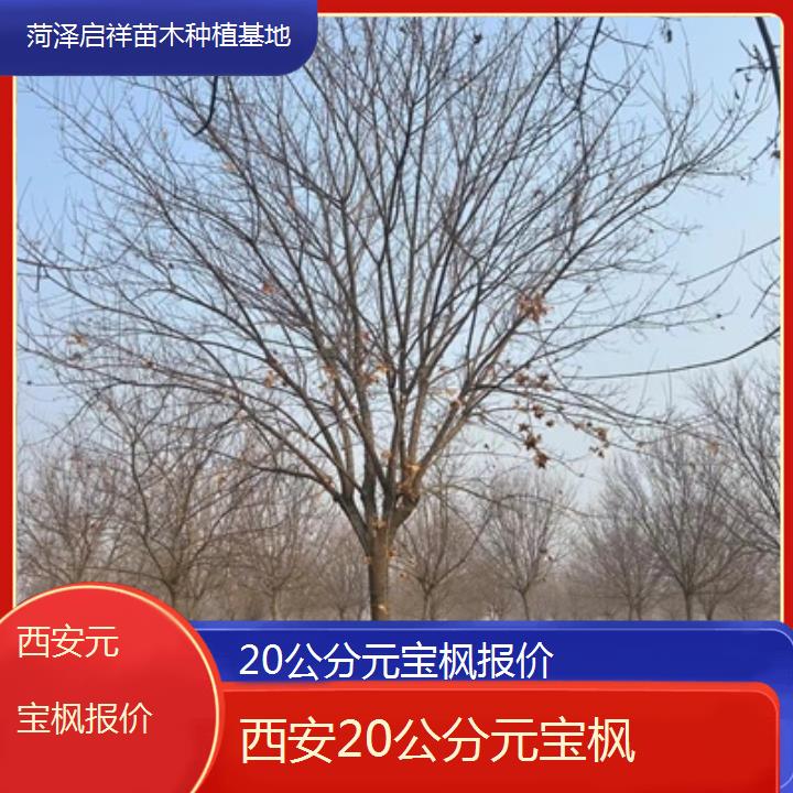 西安20公分元宝枫报价-2024排名一览